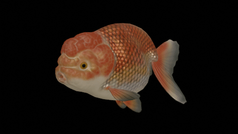 Ranchu goldfish preview image 1